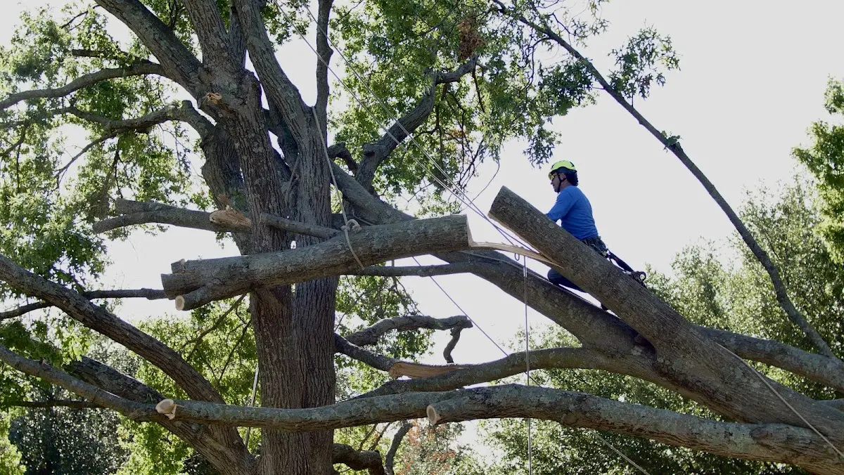Professional Crown Thinning performed by certified arborists in Villa Maria