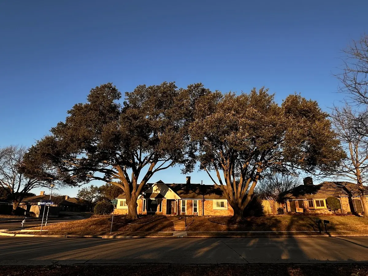 Established residential canopy tree shading a home in Villa Maria